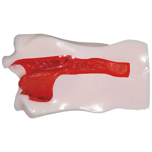 Anatomical model of human airway for Aika Max Vacuum product display