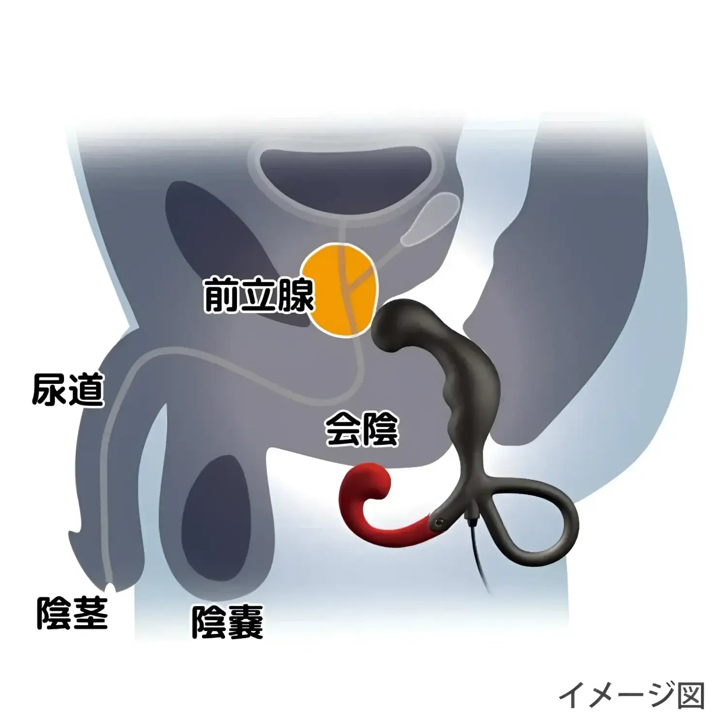 Enemable R Type 2 Prostate Massager Pleasure Anatomical Diagram Sex 982