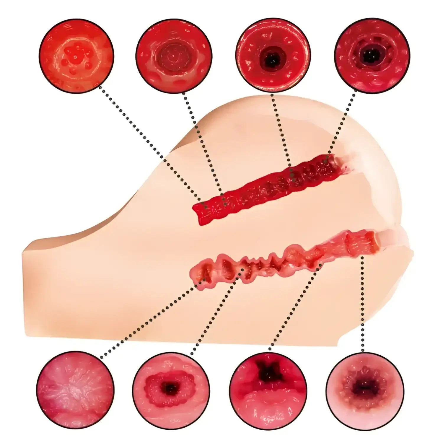 Gokujou Nama Koshi 4th Generation Hashimoto Arina Realistic Anatomical Model 336