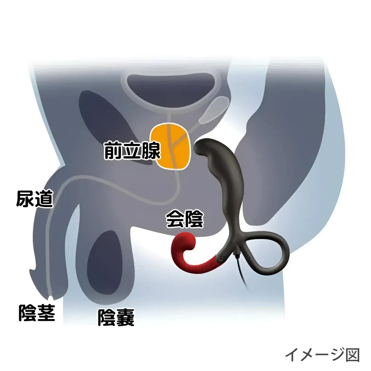 Prostate Massager Pleasure Deepest Desires Male Reproductive Diagram 903