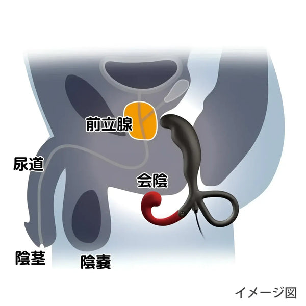 Male reproductive system diagram for Enemable R EX Type-γ prostate massager and pleasure toy