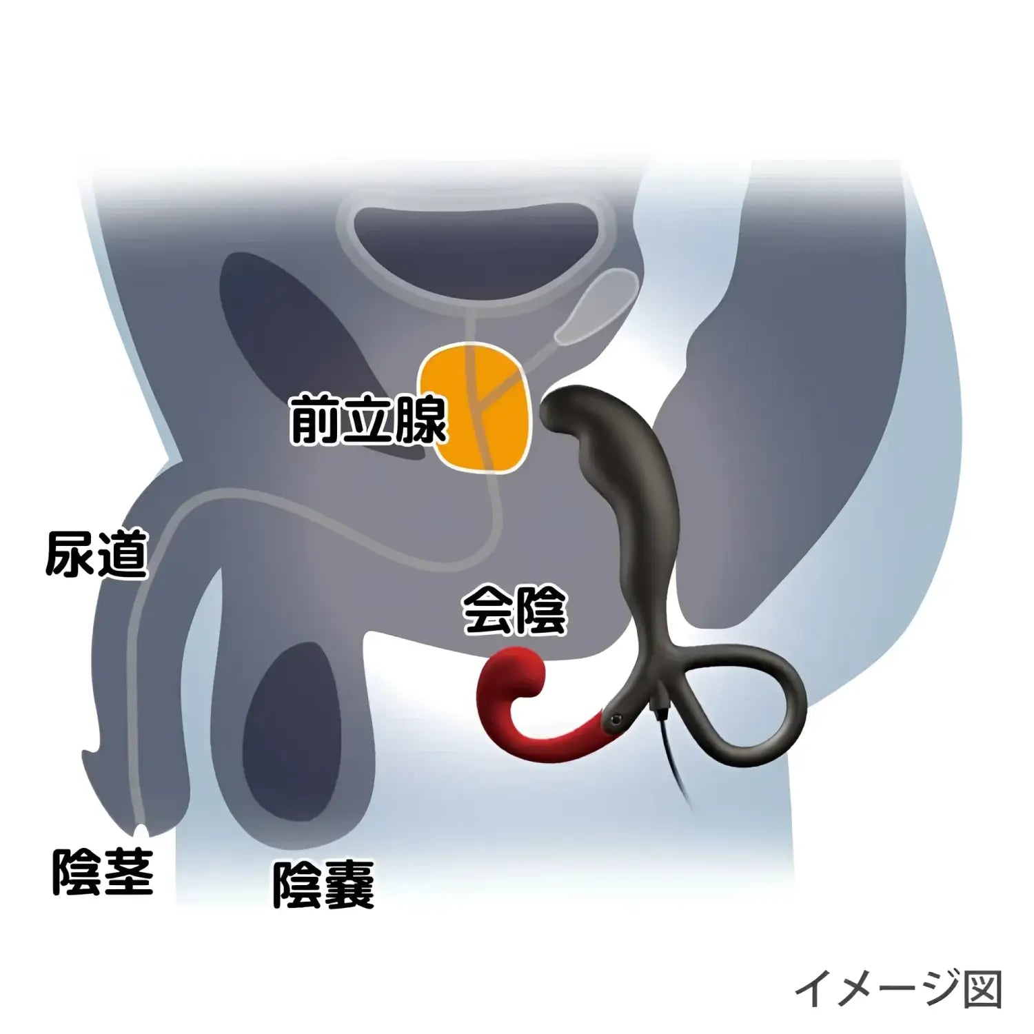 Prostate Massager Pleasure Sex Toy Male Reproductive Diagram 958