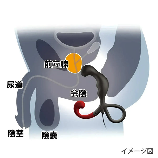 Anatomical diagram of Enemable R EX Type-δ prostate massager for enhanced prostate stimulation