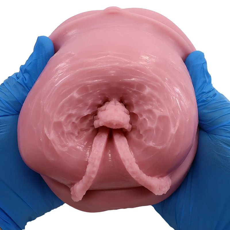 Pink TOMAX Virgo Liber Dragon colon model held by blue gloves