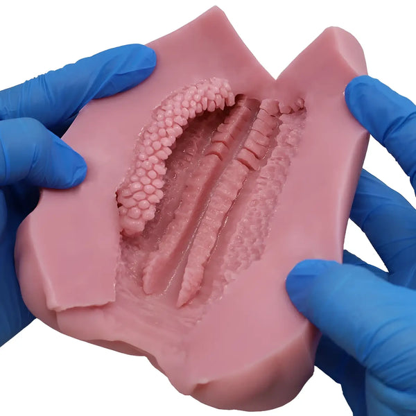 Pink TOMAX Virgo Liber Dragon Girl dental model with teeth and gums