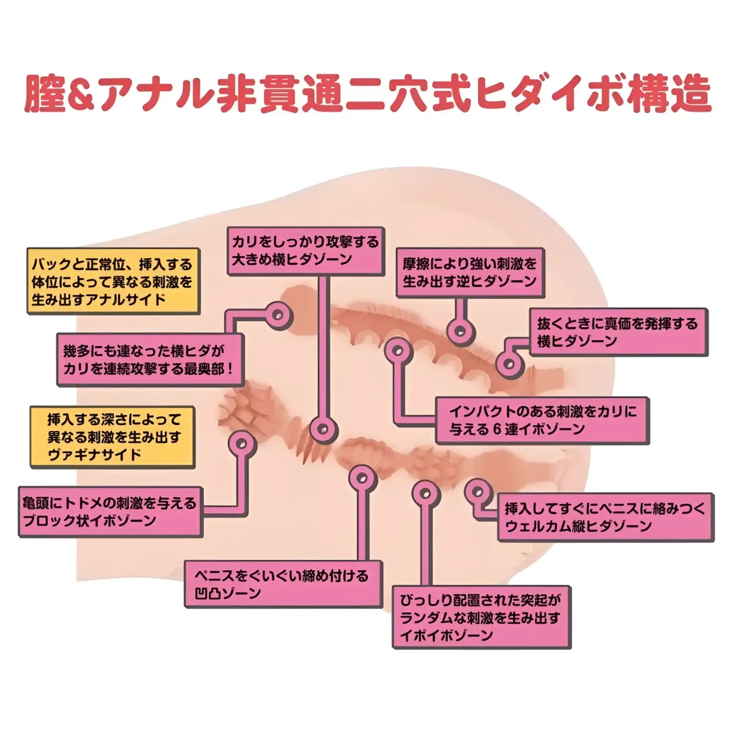 Yura Anekawa Manga Artist Sumisuzu Sensei Cup Anatomical Diagram Sex Anime Doll 873